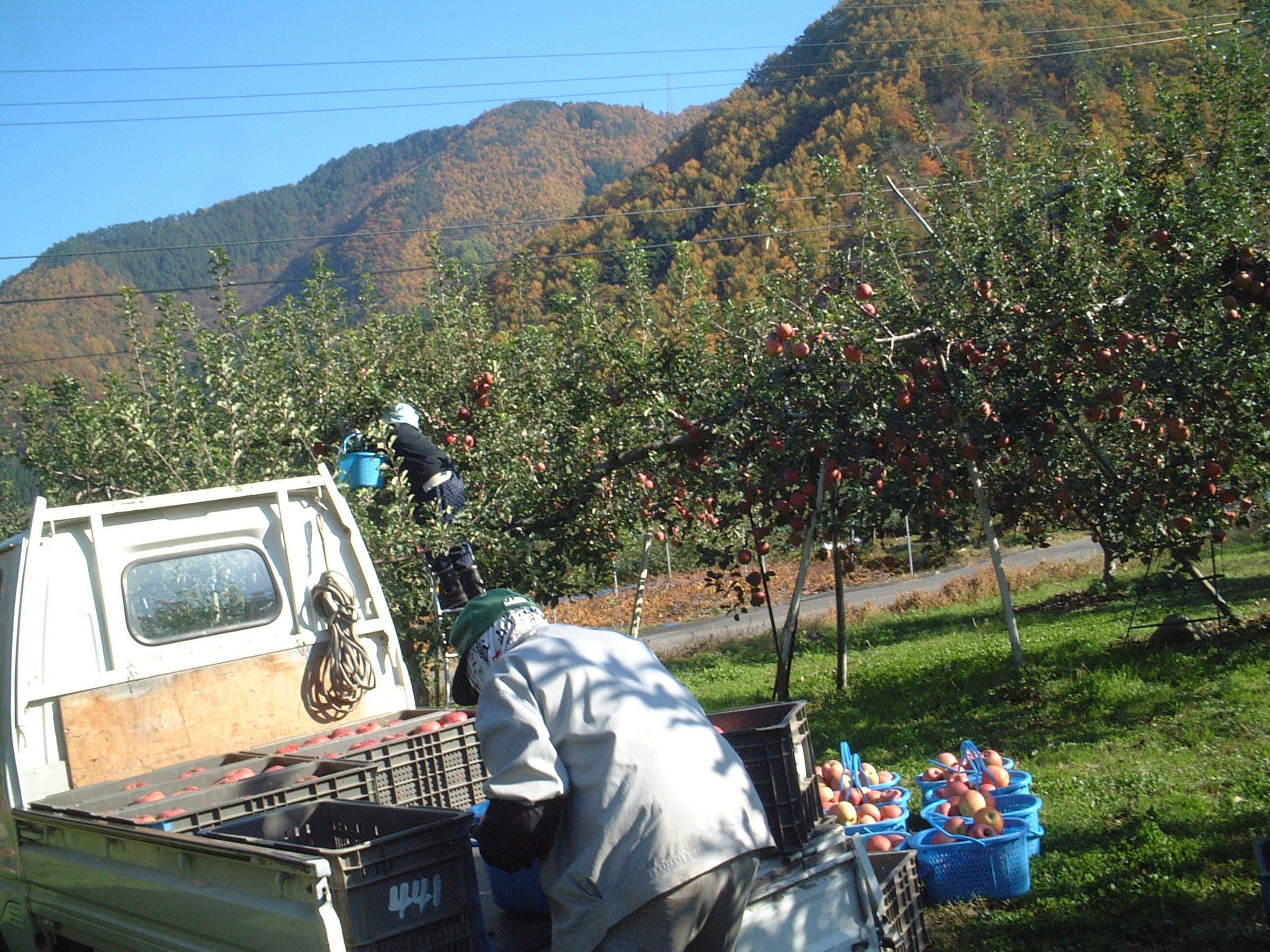 無袋（ムタイ）りんご収穫です。