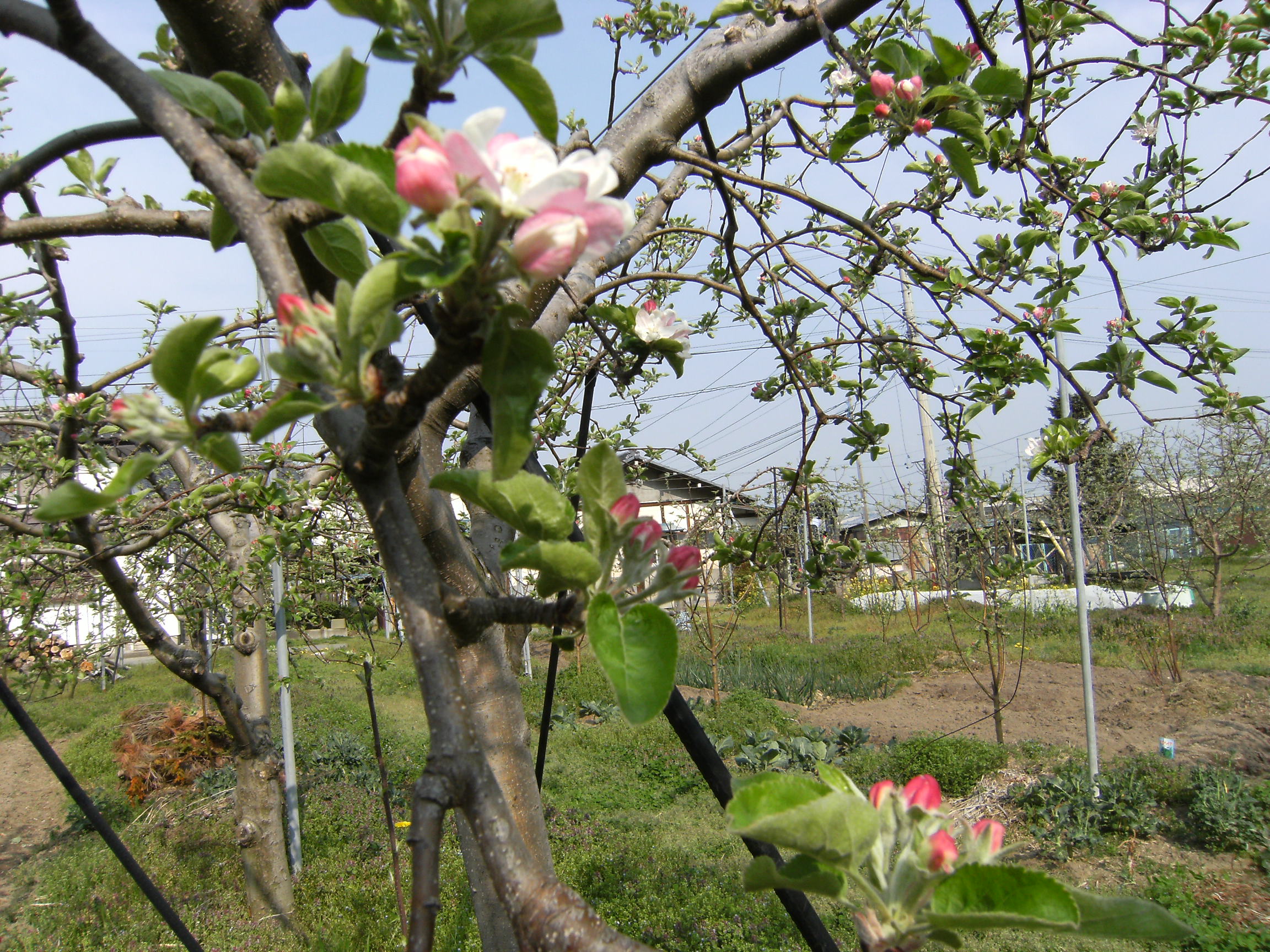 りんごの花　開花！