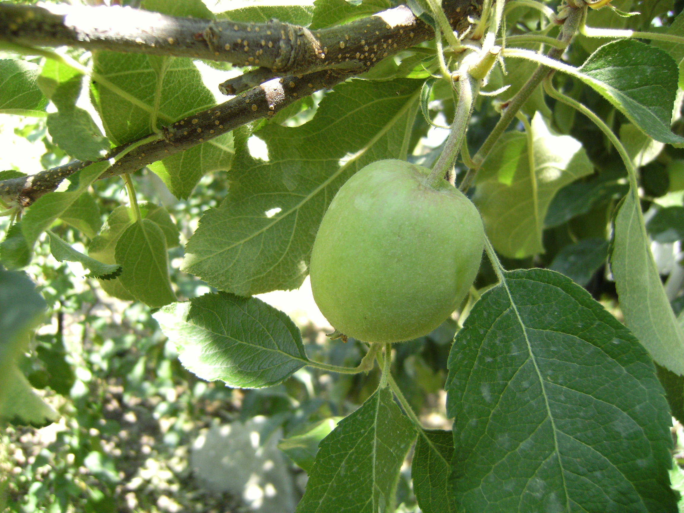 農園だより　　６月