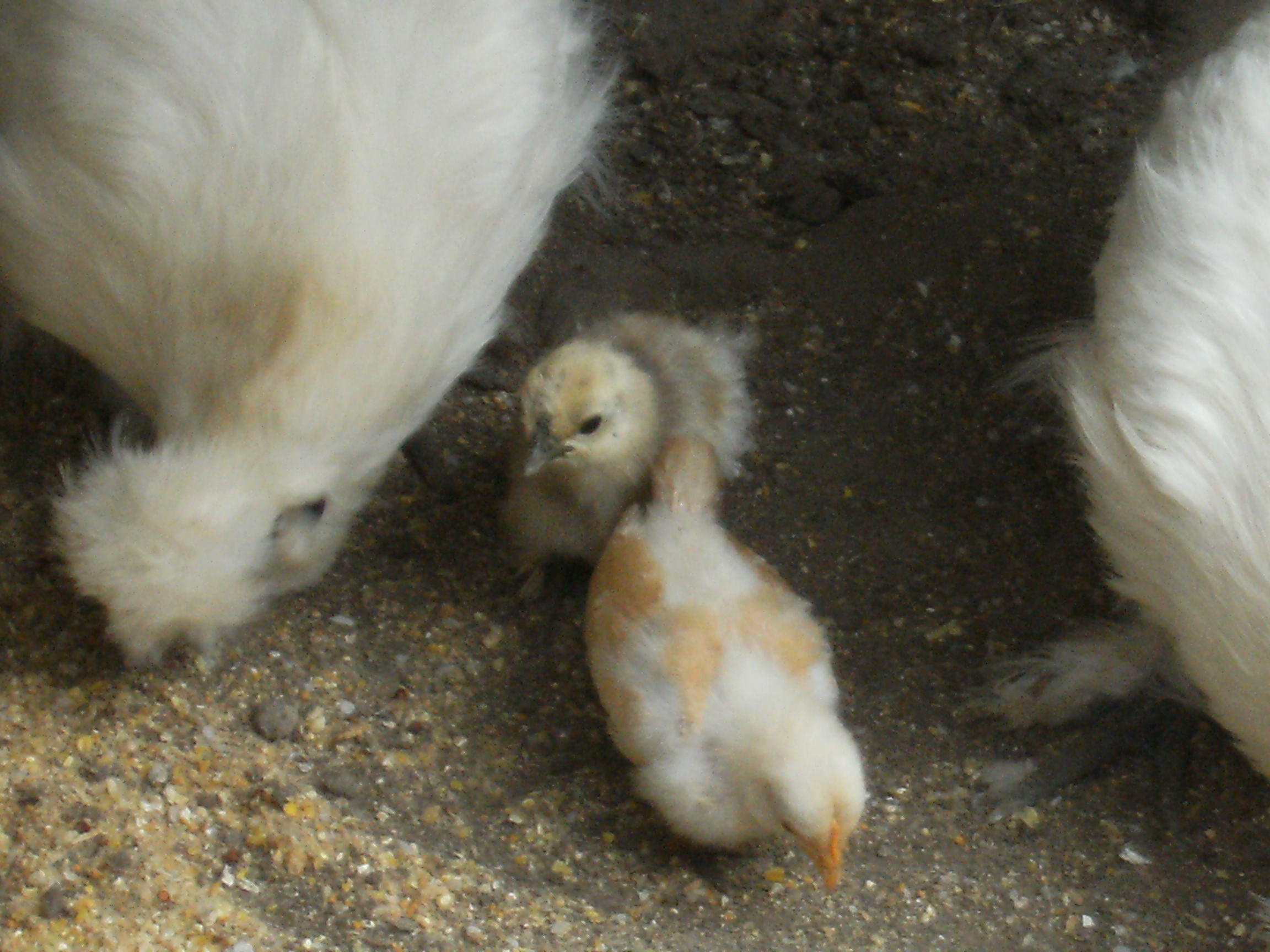 鳥骨鶏　その後