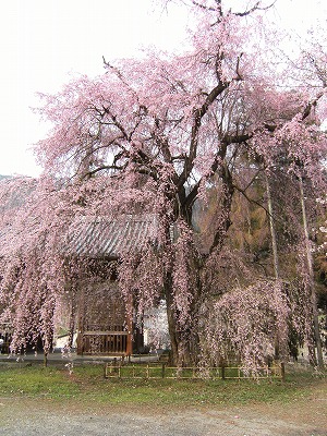桜のお花見　　そして　カモシカ発見！