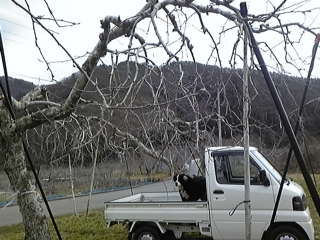 今年もはじまりました　（剪定作業）