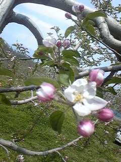 りんごの花　開花！！