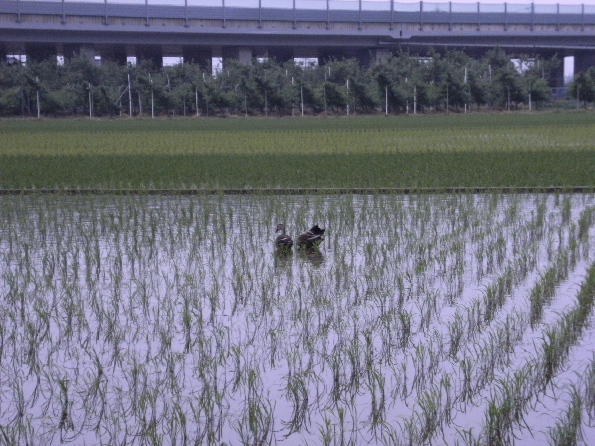 田んぼ　６月