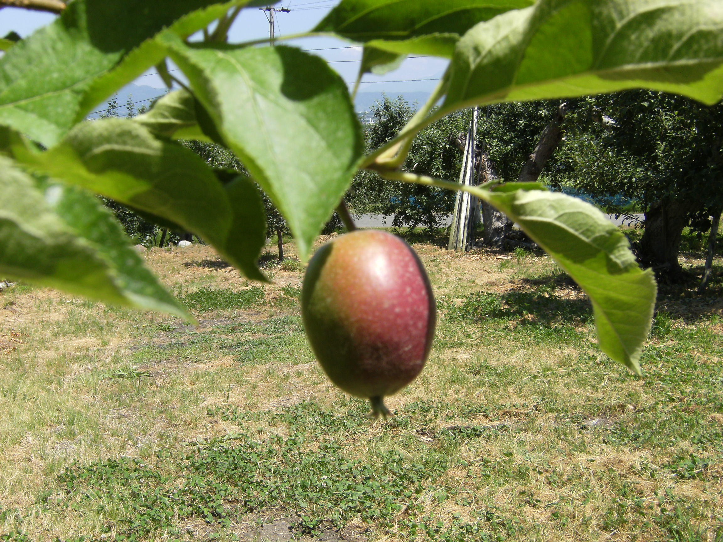 りんご　王林　６月