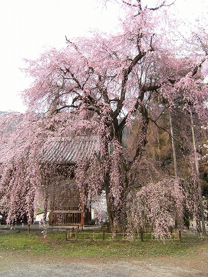 桜