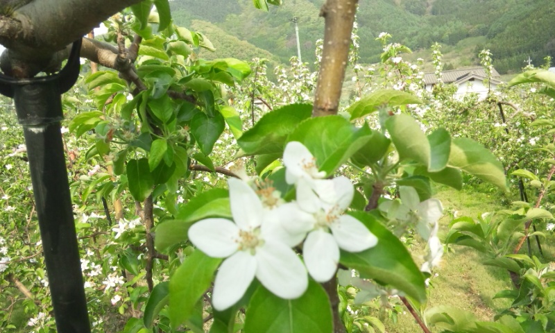 りんごの花