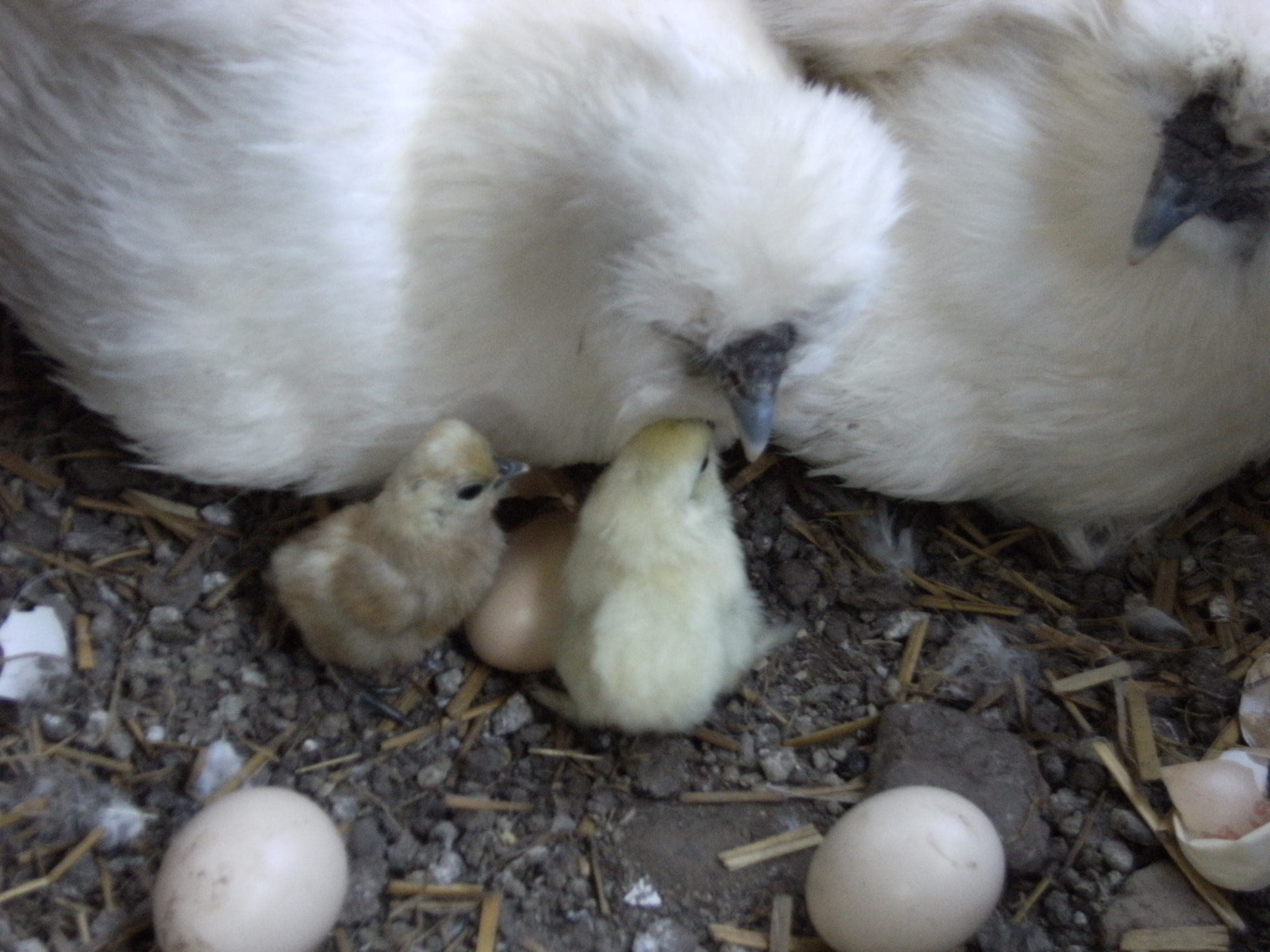 市場 人気No1 産卵数が少ない本来の烏骨鶏たまご うこっけい 50個 ウコッケイ タマゴ 烏骨鶏の卵