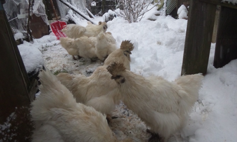 大雪　烏骨鶏