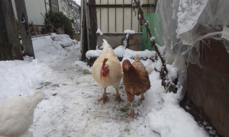 大雪　にわとり　夫婦