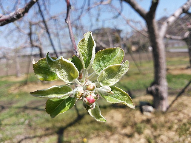 りんご　花芽