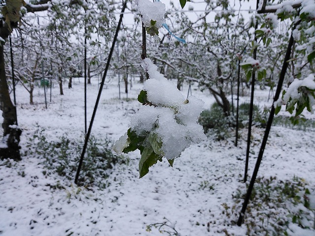 りんご　雪