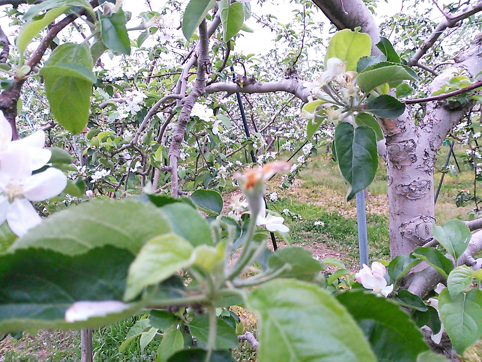 りんご　一輪摘花