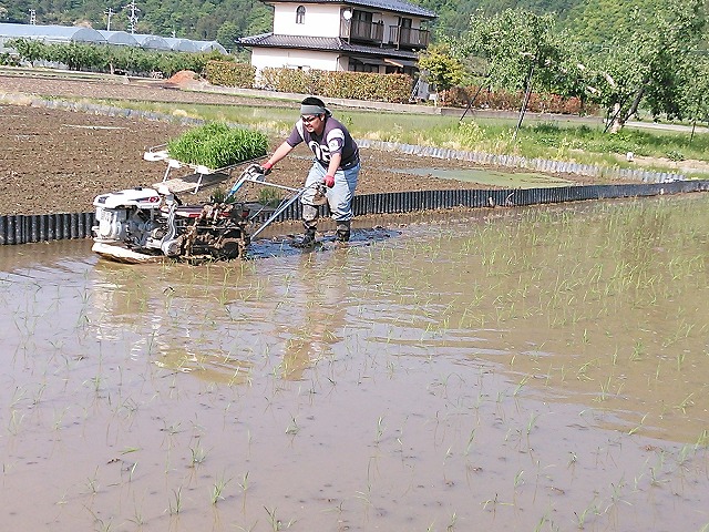 田植え