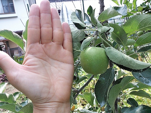 りんごとぶどうの花