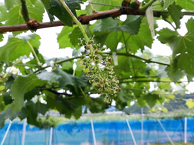 ぶどうの花　6月