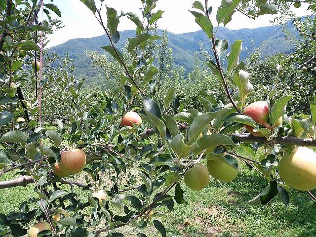 りんご　サンつがる　　収穫１５日前
