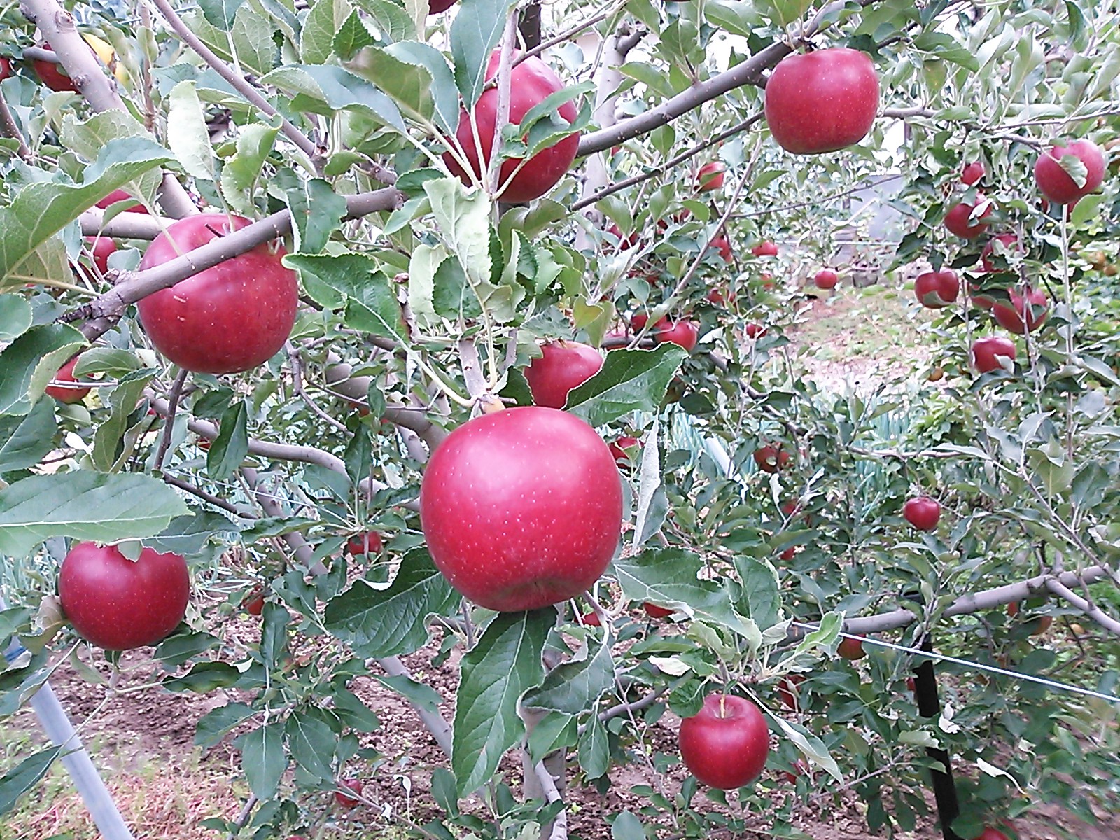 驚きの価格 りんごママ 1キロ 岩手県産野葡萄 茶 - www.lakange.com
