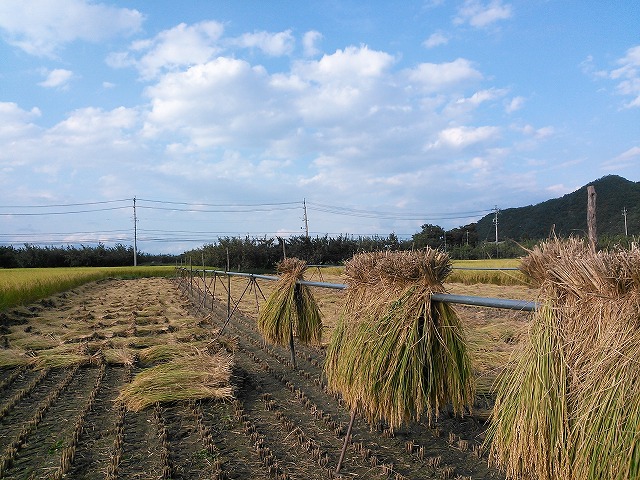 ただ今　稲刈り中