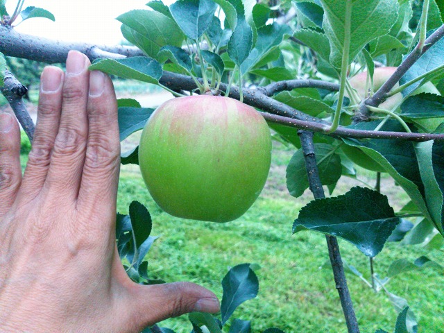 りんご　つがる　６月