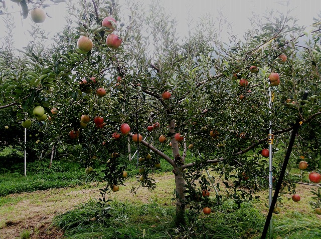 りんご　サンつがる収穫