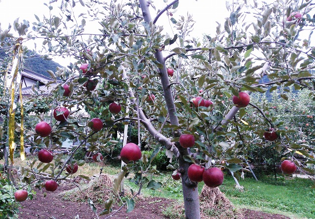 りんご　紅玉　収穫