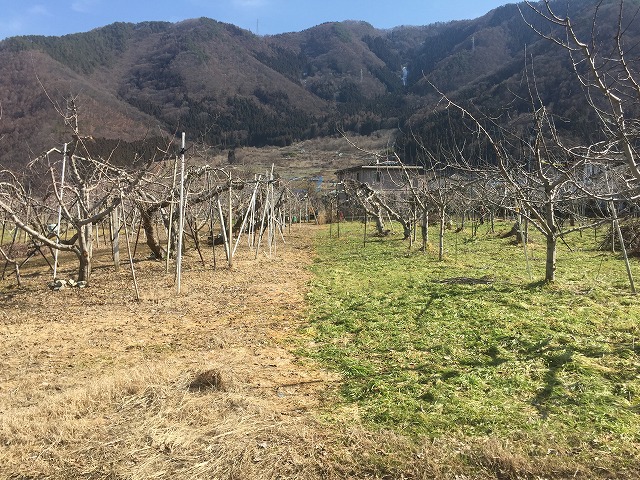 ２月上旬 除草剤 比較