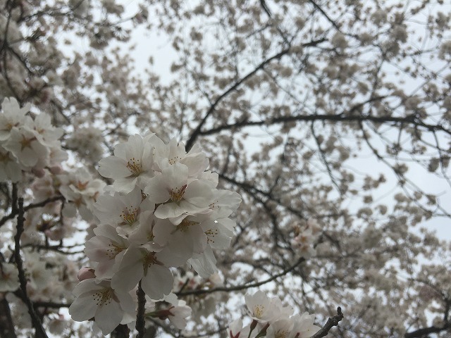2016 桜