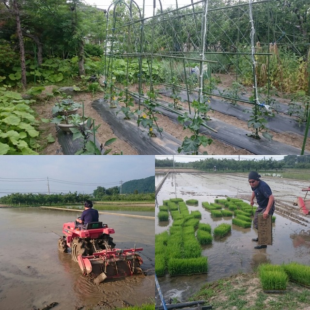 5月の仕事　　田んぼ　夏野菜植え付け