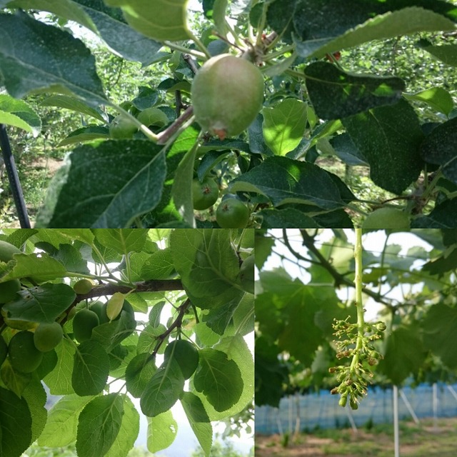 5月中の仕事　　りんご　プルーン摘果　田植え　　ぶどう開花！