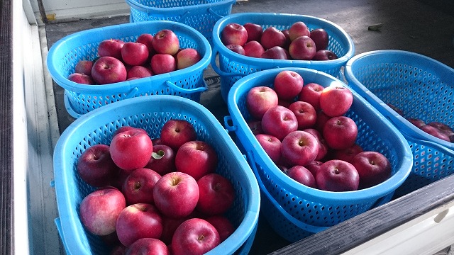 りんご　夏あかり　収穫　　Ｈ28