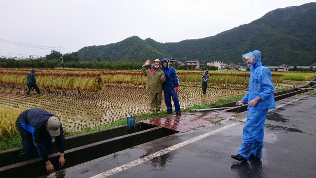 雨中の稲刈りに助っ人登場！