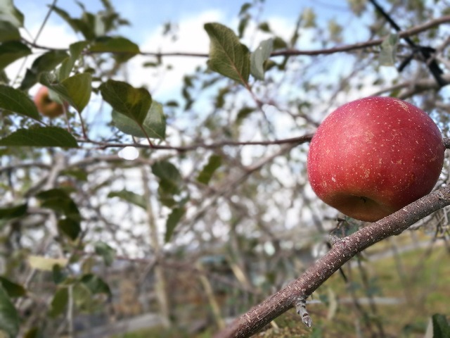 りんご収穫終了！