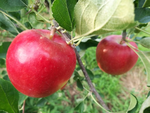 8月収穫予定の果物